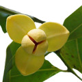 Lamduan Flower